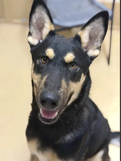 Toby - German Shepherd Dog