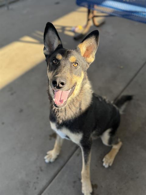 Toby, German Shepherd Dog / Mixed (medium coat)