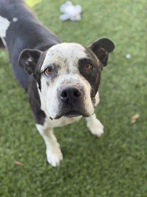 Cookie - Pit Bull Terrier