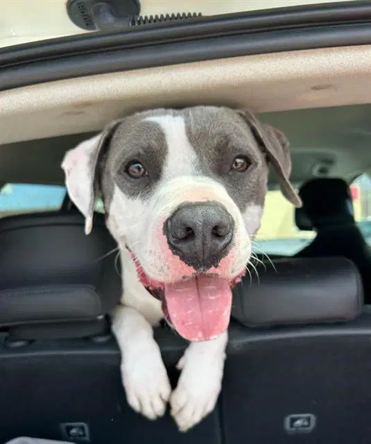 Hunk - Pit Bull Terrier