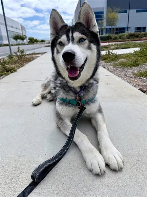 Kodiak - Siberian Husky
