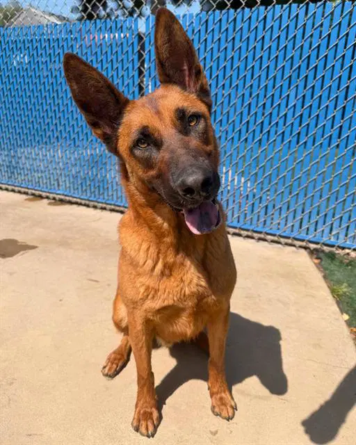 Sunny - German Shepherd Dog