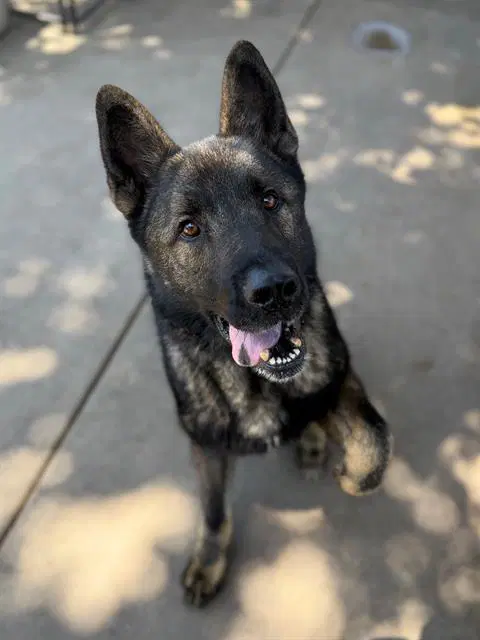 Koda - Akita