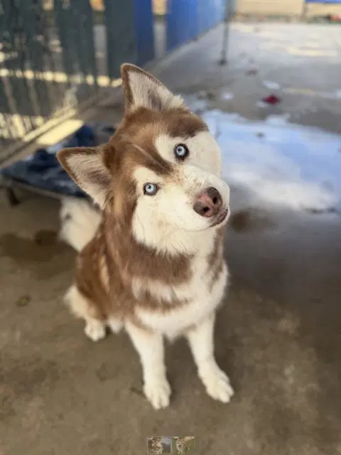 Cinder - Siberian Husky