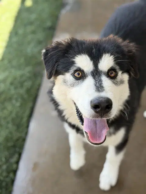 Mochi - Siberian Husky