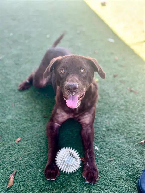 Otto - Labrador Retriever