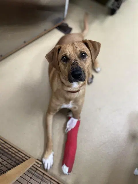 Bart - Labrador Retriever