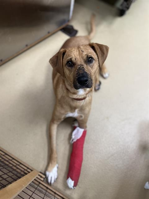 picture of the dog needing adoption