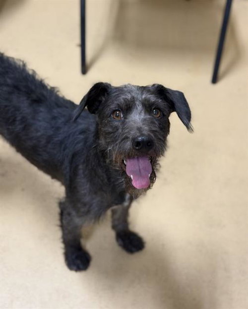 picture of the dog needing adoption