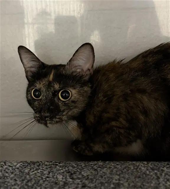 Rita - Domestic Short Hair