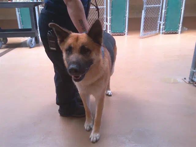 Otto - German Shepherd Dog