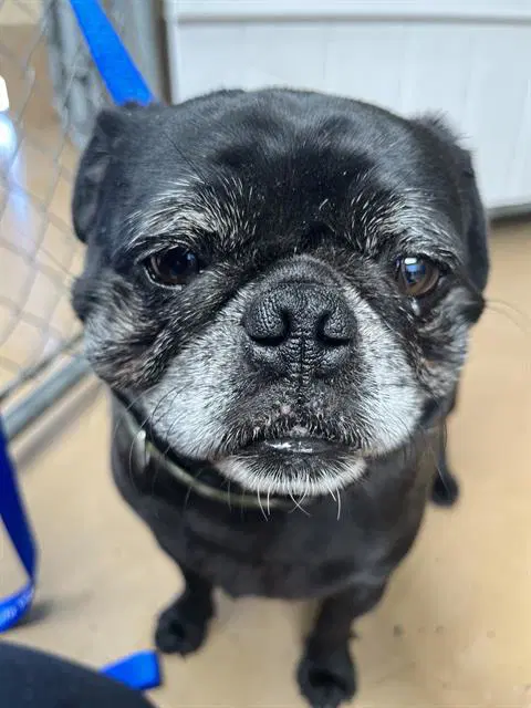 Brutus - Pug