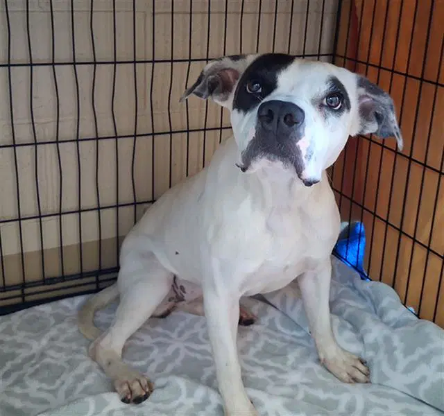Manchas - Pit Bull Terrier