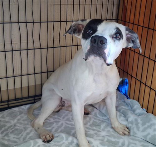 picture of the dog needing adoption