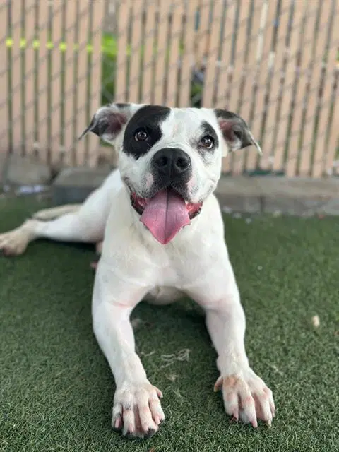 Manchas - Pit Bull Terrier