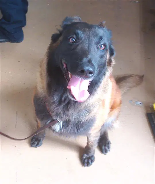 Unknown - Belgian Shepherd Malinois