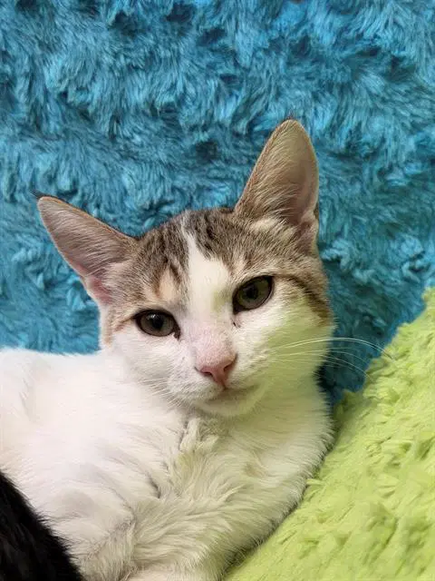 Unknown - Domestic Short Hair