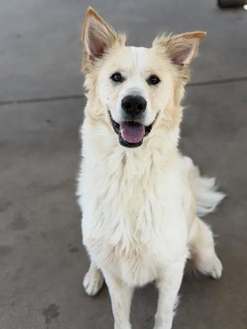 Fern - Australian Cattle Dog/Blue Heeler