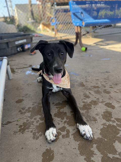 picture of the dog needing adoption