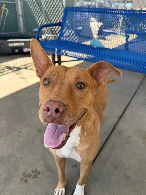 Apricot - Pit Bull Terrier