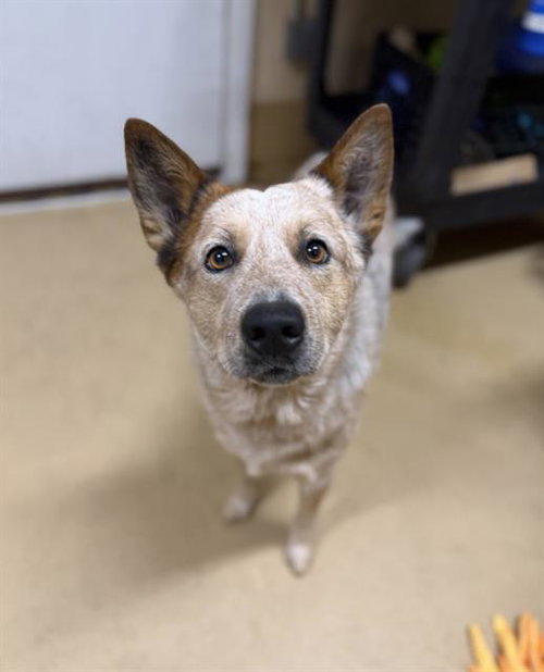 picture of the dog needing adoption
