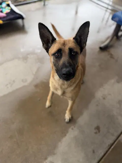 Silvia - German Shepherd Dog