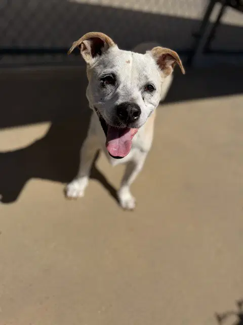Caesar - Terrier