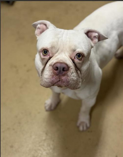 picture of the dog needing adoption