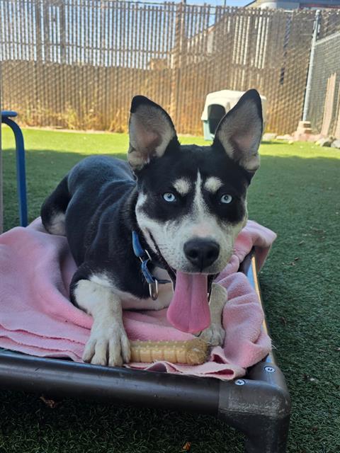 picture of the dog needing adoption