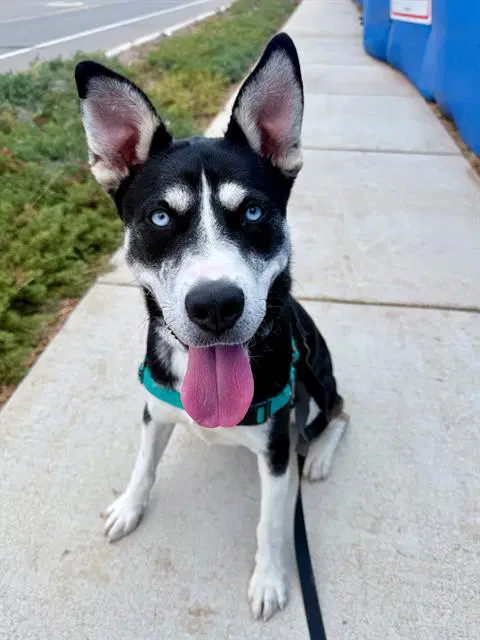 Naruto - Siberian Husky