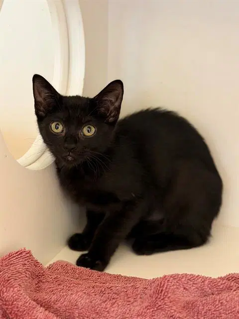 Unknown - Domestic Short Hair