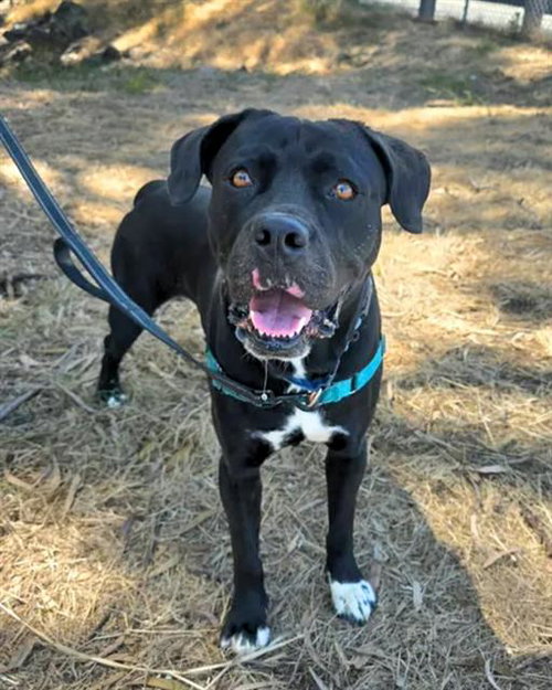 picture of the dog needing adoption