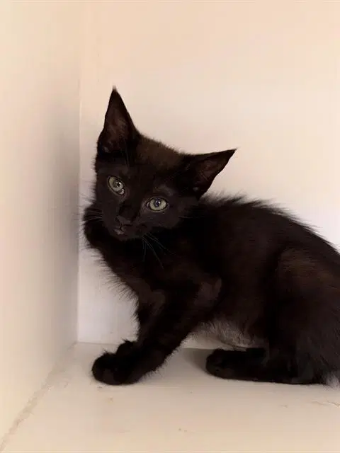 Unknown - Domestic Short Hair