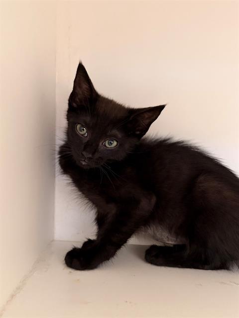 picture of the cat needing adoption