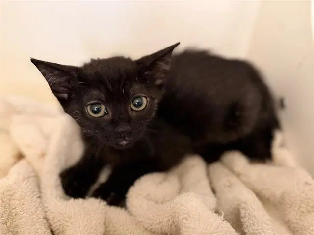 Unknown - Domestic Short Hair