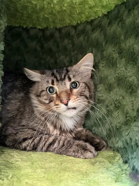 Jafar - Domestic Medium Hair