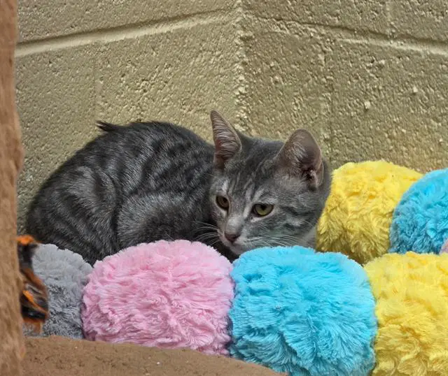 Uranus - Domestic Short Hair