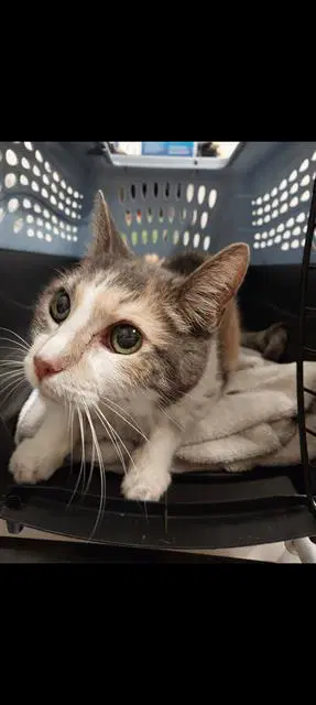 Calie - Domestic Short Hair