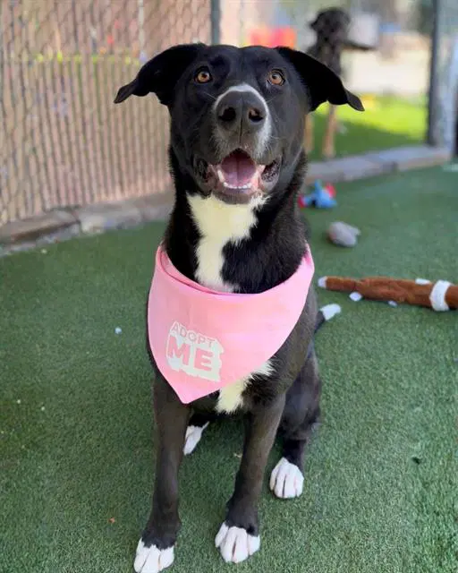 Maggie - Labrador Retriever
