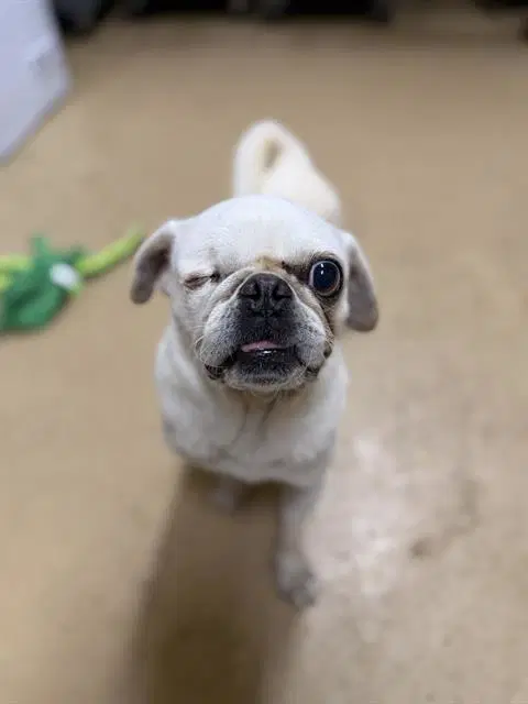 Betty - Pug