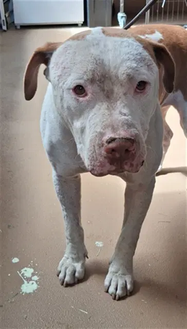 Unknown - Pit Bull Terrier