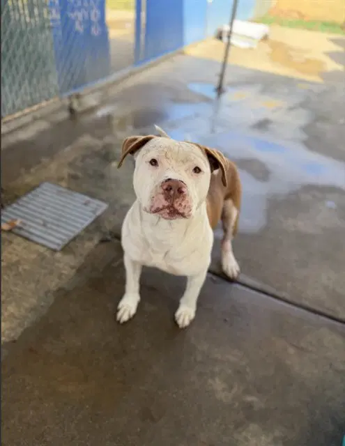 Unknown - Pit Bull Terrier