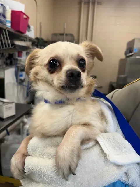 Timmy - Chihuahua