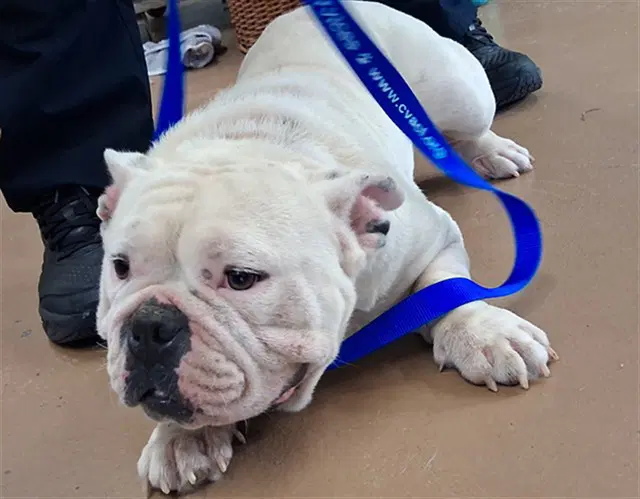 Tulip - Bulldog