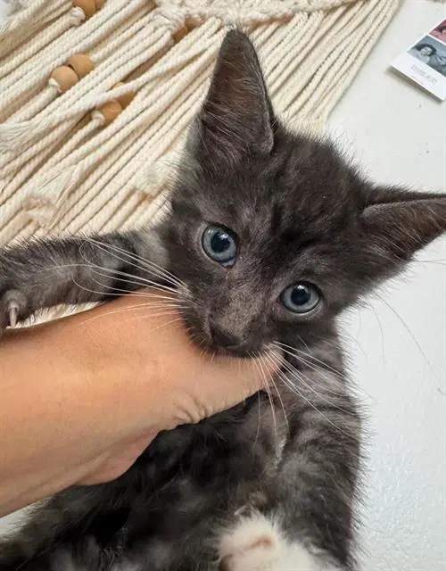 Set - Domestic Short Hair