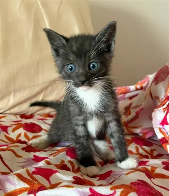 Zorro - Domestic Short Hair