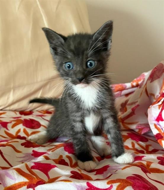 Zorro