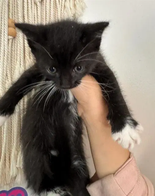 Osiris - Domestic Short Hair