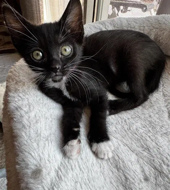 Isis - Domestic Short Hair