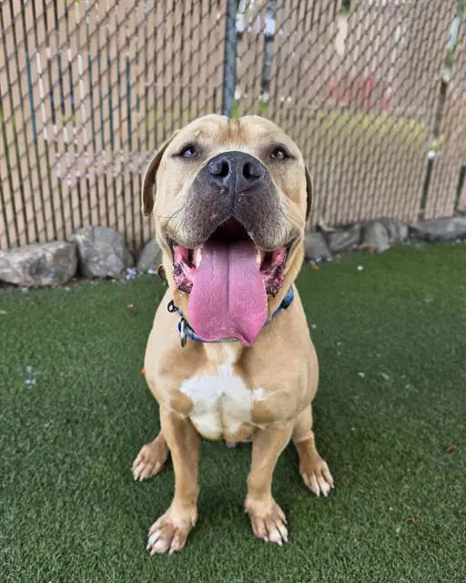 Grande - Mastiff
